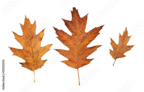 Autumn red oak leaves isola...