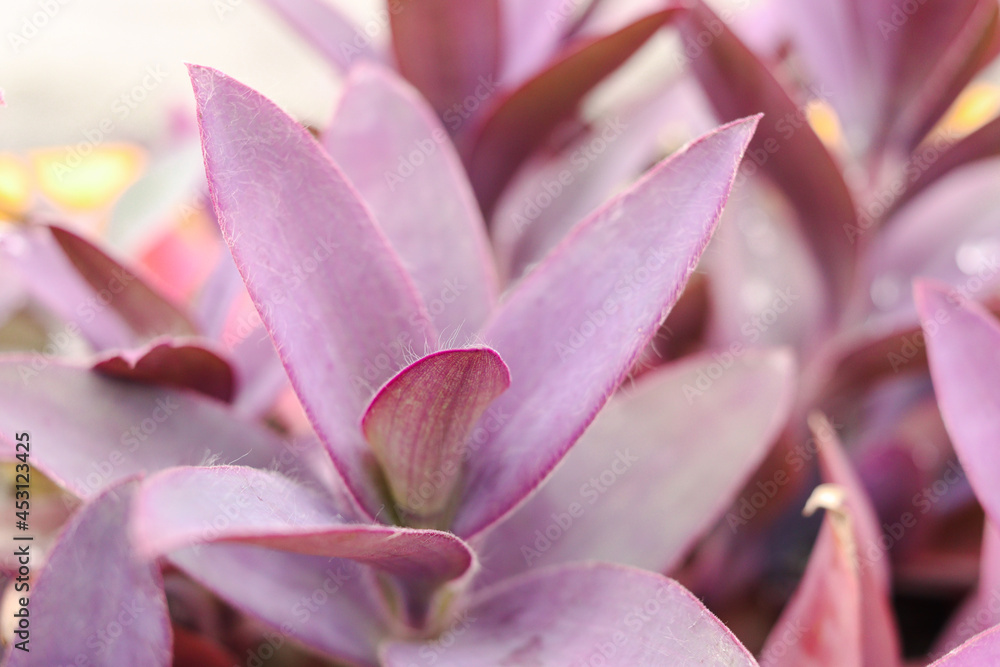 Fresh beautiful purple leaves with water drop on rainy day, Tradescantia Spathacea Stearn, Boat-lily, Oyster Lily, Oyster plant Fresh beautiful purple leaves with water drop on rainy day, Tradescantia Spathacea Stearn, Boat-lily, Oyster Lily, Oyster plant