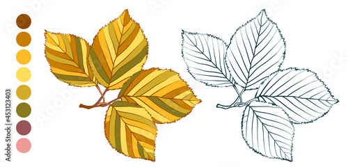 Coloring sheet with colorful autumn elm branch and color palette isolated on white background. Hand-drawn style vector illustration. photo