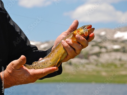 Tablou pe pânză Cutthroat trout caught ton a mountain lake