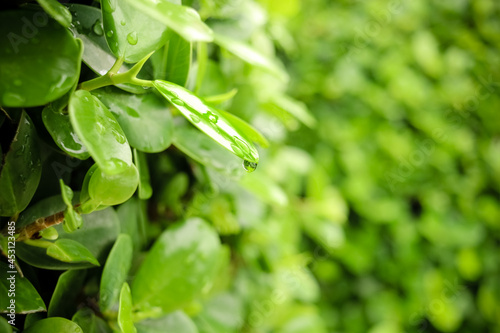 Photos Green leaf with water drop, beautiful raindrop on leaf on rainy day, drop of dew in the morning in nature