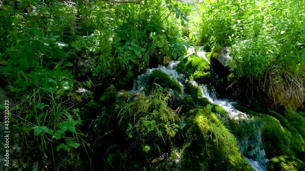 Water flowing through lush green grasses and plants Water flowing through lush green grasses and plants