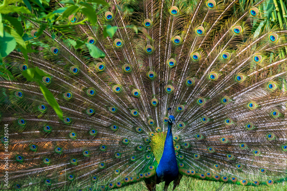 Fototapeta premium Beautiful Peacock with feathers out