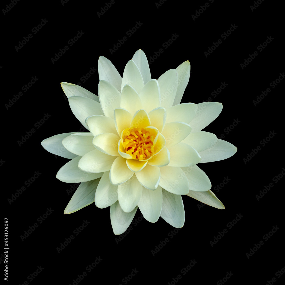 Cut out flower on isolated background