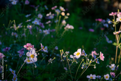 Flowers in the garden © Elowenta