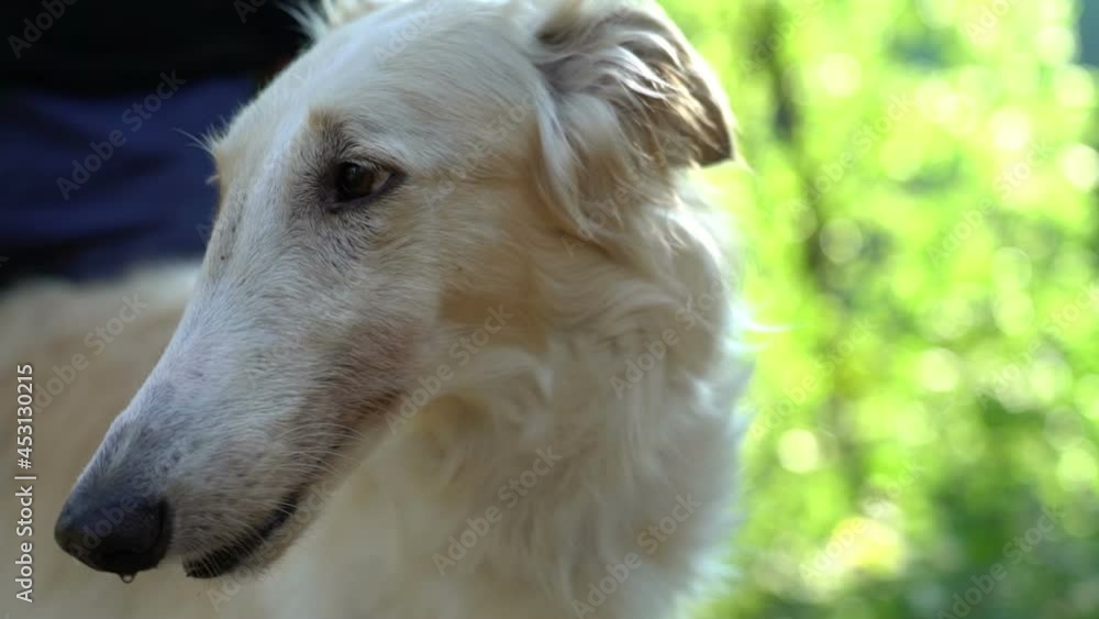 funny dog muzzle close up, white russion greyhound funny dog muzzle close up, white russion greyhound