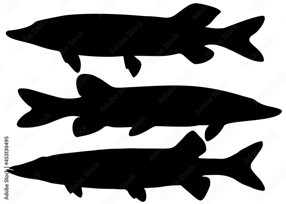 Pikes are large and predatory in the set. Vector image. Pikes are large and predatory in the set. Vector image.