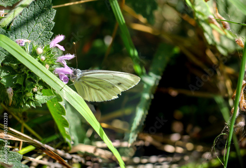 Ein Kohlweißling, Schmetterling auf einer Blume. 