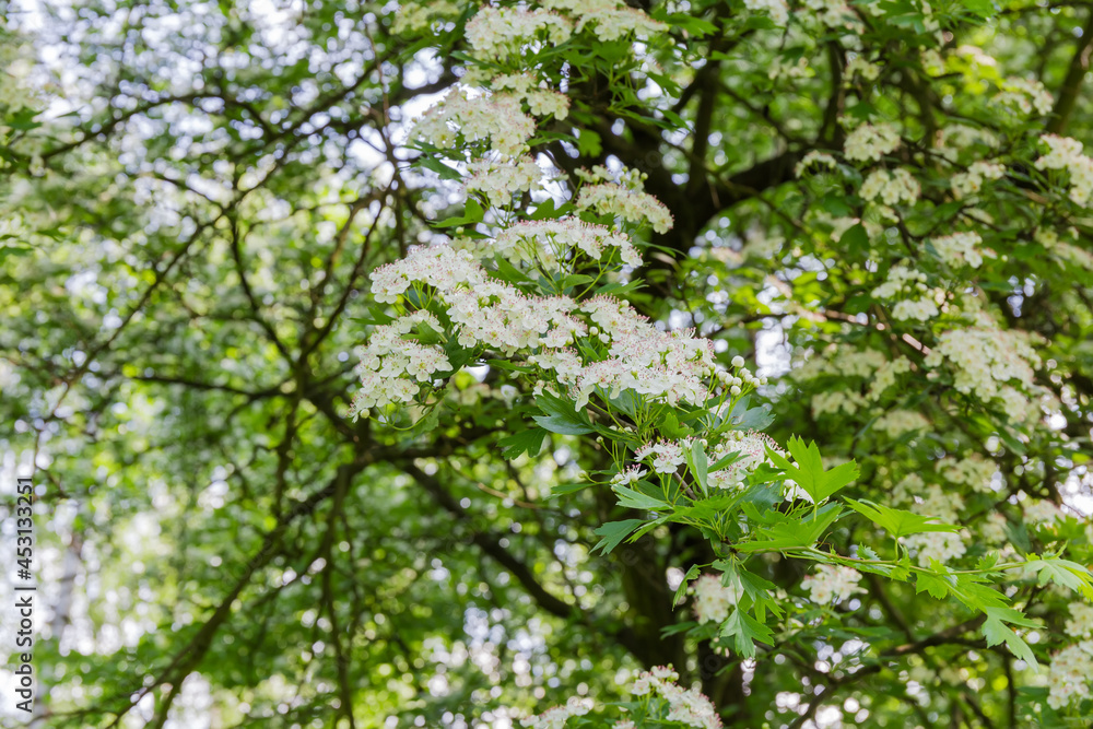 Branch of the flowering hawthorn in spring forest, close-up Branch of the flowering hawthorn in spring forest, close-up