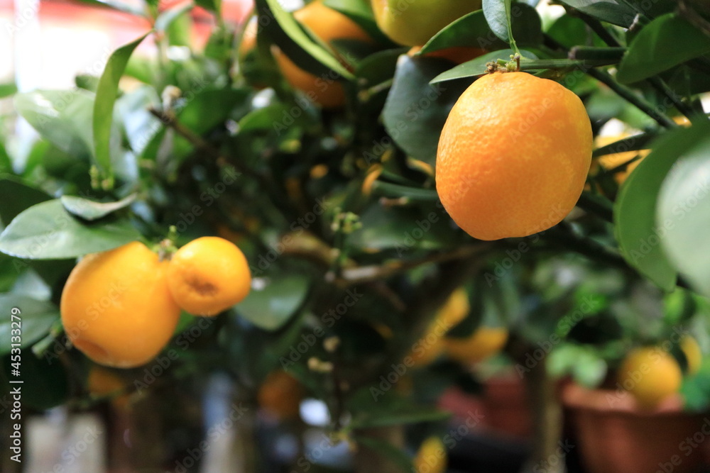 Fruits of a room lemon.