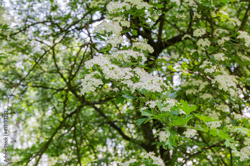 Branch of the flowering hawthorn in spring forest, close-up