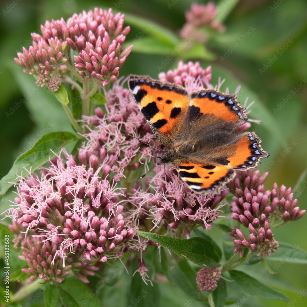 Small Tortoiseshell butterfly, Aglais urticae on Hemp-agrimony Eupatorium cannabinum.