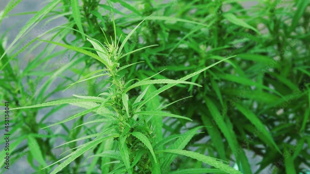 Beautiful marijuana plant flower sunbathing and morning dew drops. Beautiful marijuana plant flower sunbathing and morning dew drops.
