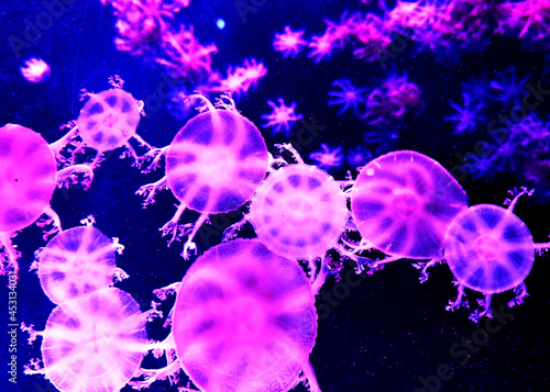 Photography Greater Bay China Zhuhai Hengqin Chimelong Ocean Kingdom Jellyfish Jellyfishes S