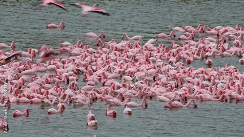 huge flock of Lesser flamingos (Phoeniconaias minor) swimming and feeding in Lake Momela, Arusha National Park, Tanzania, Africa photo