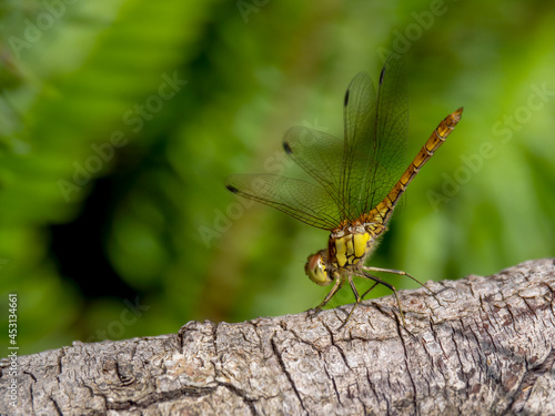 Common Darter ie Sympetrum striolatum in habitat, UK.