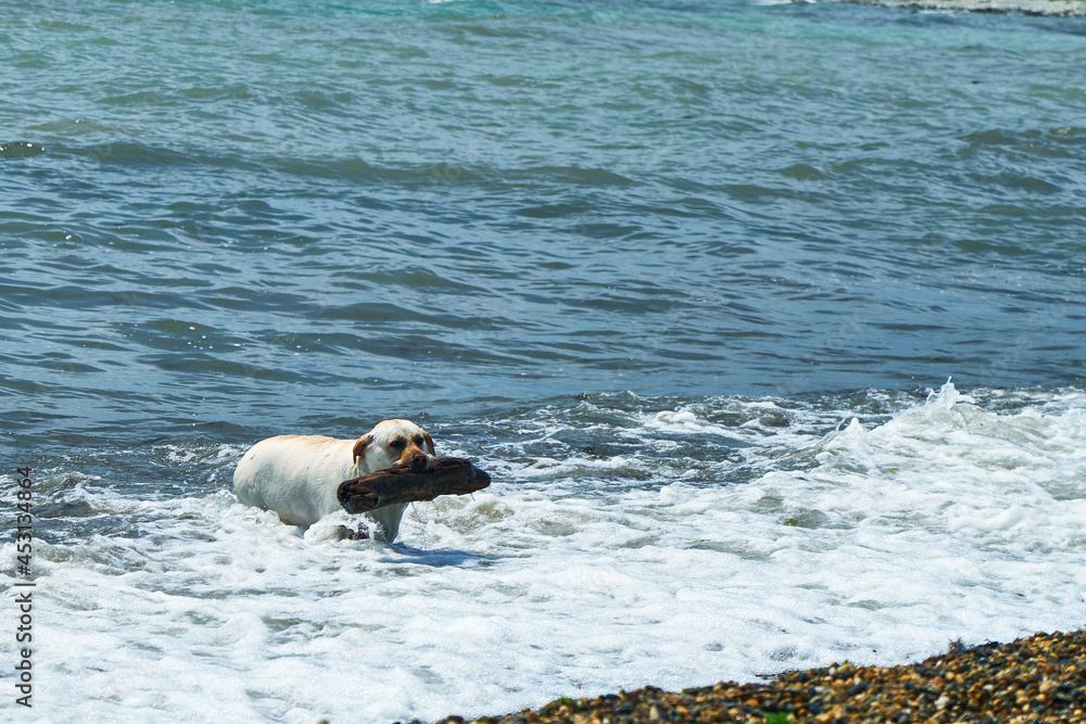 Dog playing with a stick by the sea. A dog brings a stick thrown into the sea. Dog playing with a stick by the sea. A dog brings a stick thrown into the sea.
