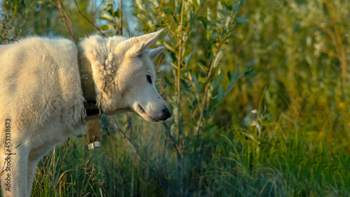 portrait of a white dog at sunset