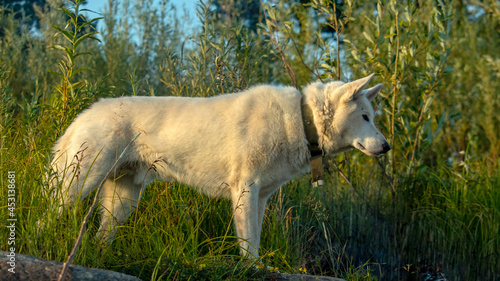 portrait of a white dog at sunset