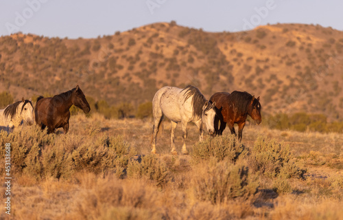 Wild Horses in the Utah Desert in Spring