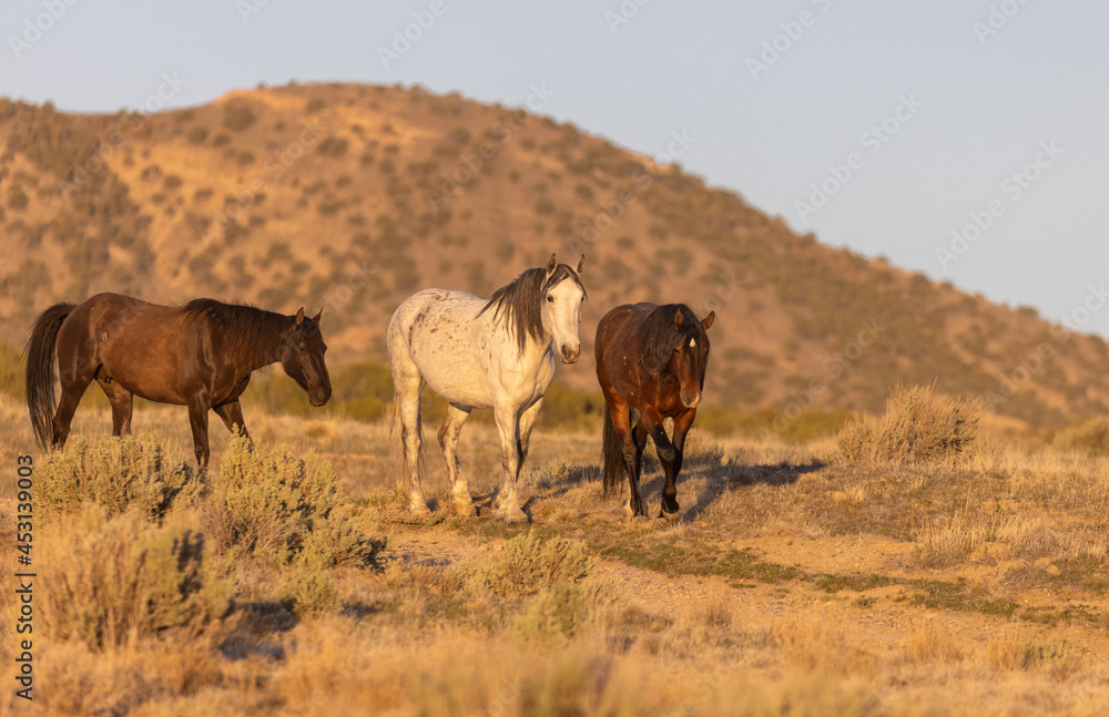 Fototapeta premium Wild Horses in the Utah Desert in Spring