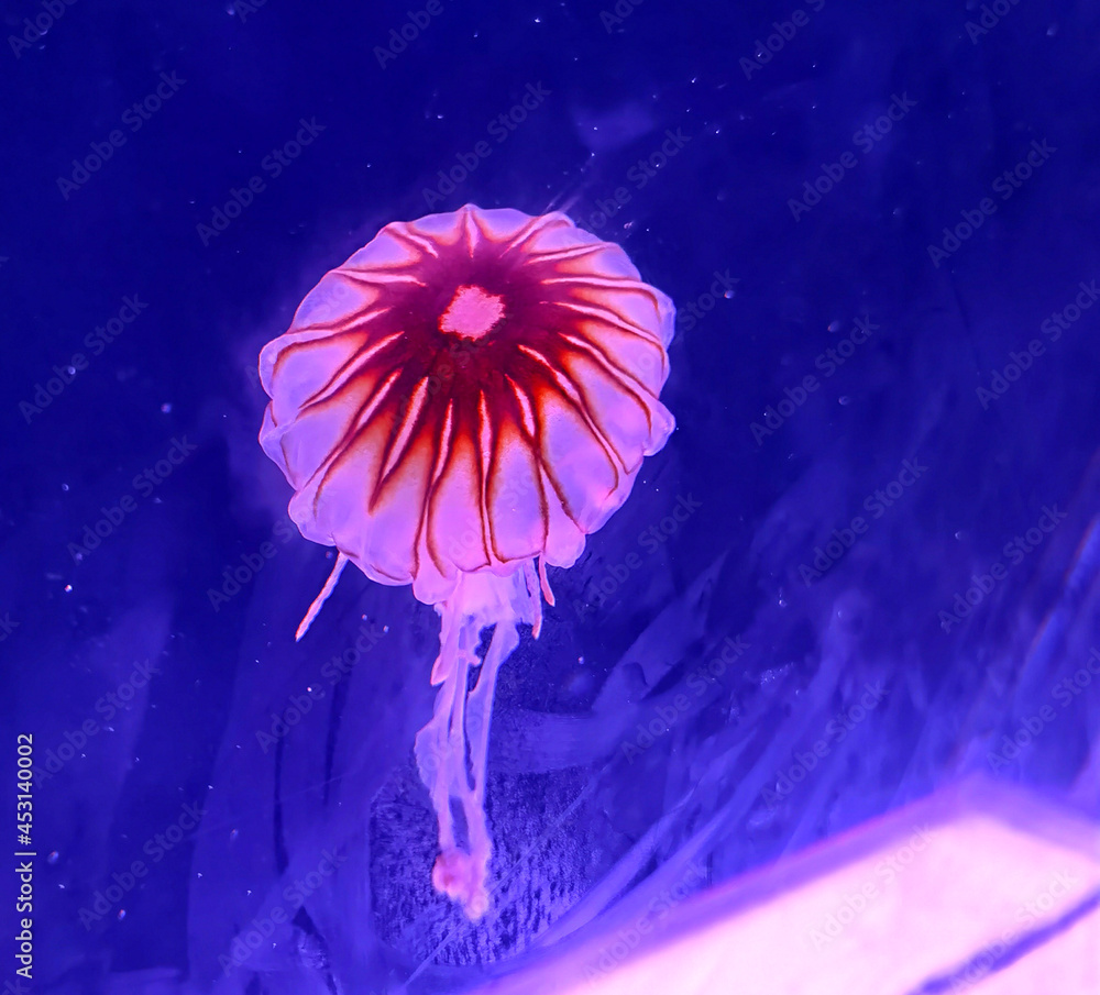 Greater Bay China Zhuhai Hengqin Chimelong Ocean Kingdom Jellyfish Jellyfishes Sea Jellies Creature Underwater Led Glowing Glow Neon Dream Floating Greater Bay China Zhuhai Hengqin Chimelong Ocean Kingdom Jellyfish Jellyfishes Sea Jellies Creature Underwater Led Glowing Glow Neon Dream Floating