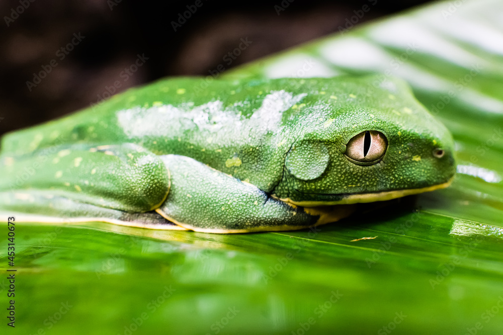 Green frog with white eyes from Costa Rica resting on a leaf Green frog with white eyes from Costa Rica resting on a leaf
