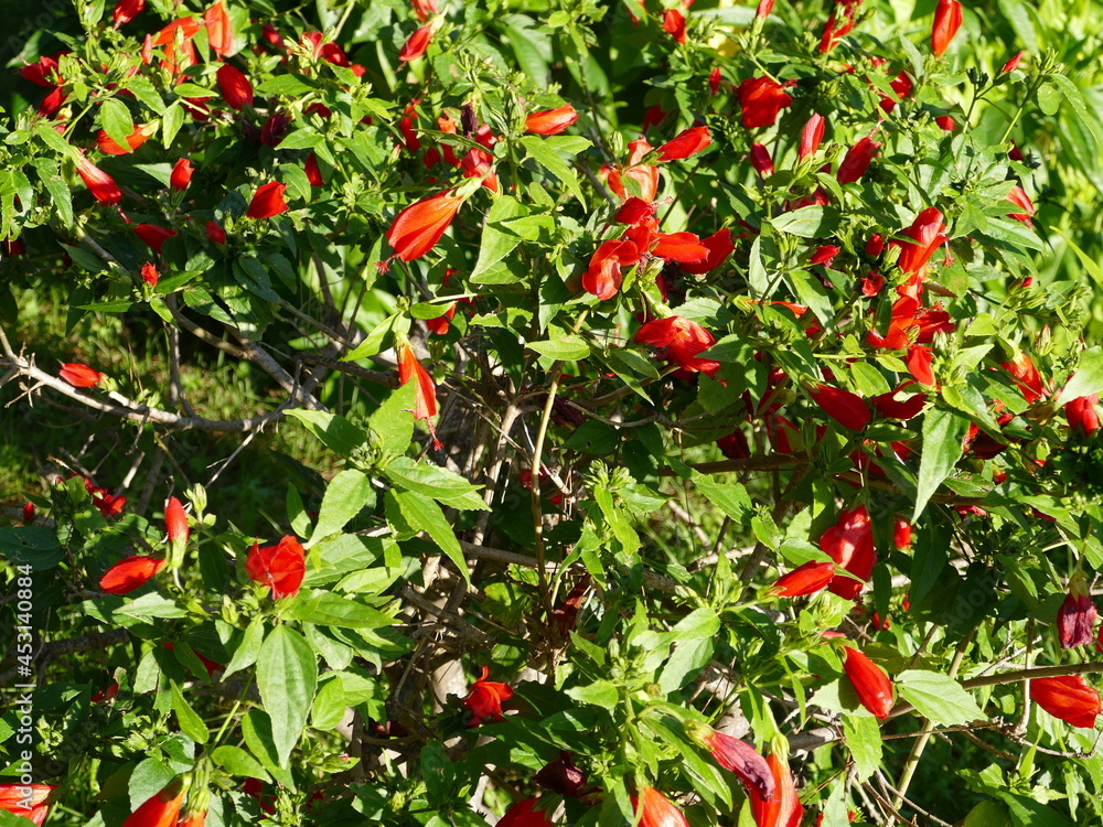 Bush with bright red flowers