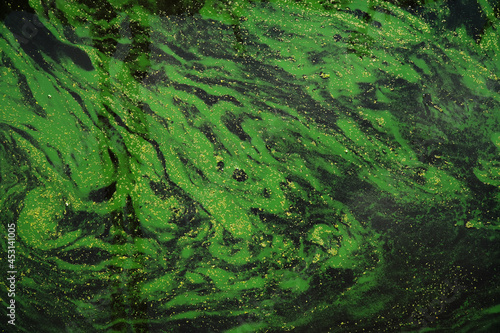 blooming plankton in a river photo