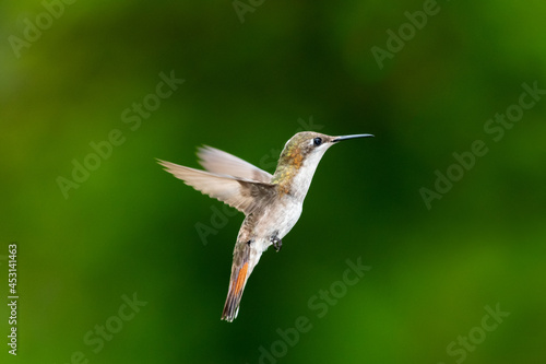 A female Ruby Topaz hovering in the air with a dark green blurred background. Bird in flight. photo