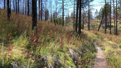 Hiking through burnt out forest where wildflowers are helping to recover the land at Echo Valley Forest near Lake Chelan in Eastern Washington State. photo