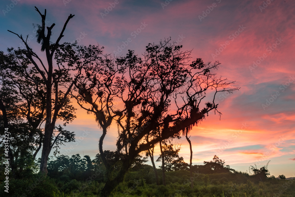 A silhouette of a tree with a pink sunset in the Caribbean. Mossy tree. Tropical sunset in Trinidad West Indies. A silhouette of a tree with a pink sunset in the Caribbean. Mossy tree. Tropical sunset in Trinidad West Indies.