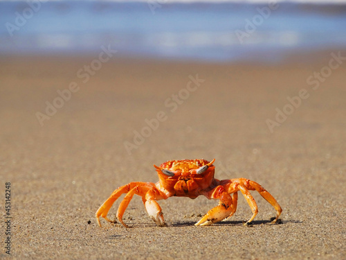 photo of a crab with an ocean bottom, this photo was taken on a beach in mollendo - peru