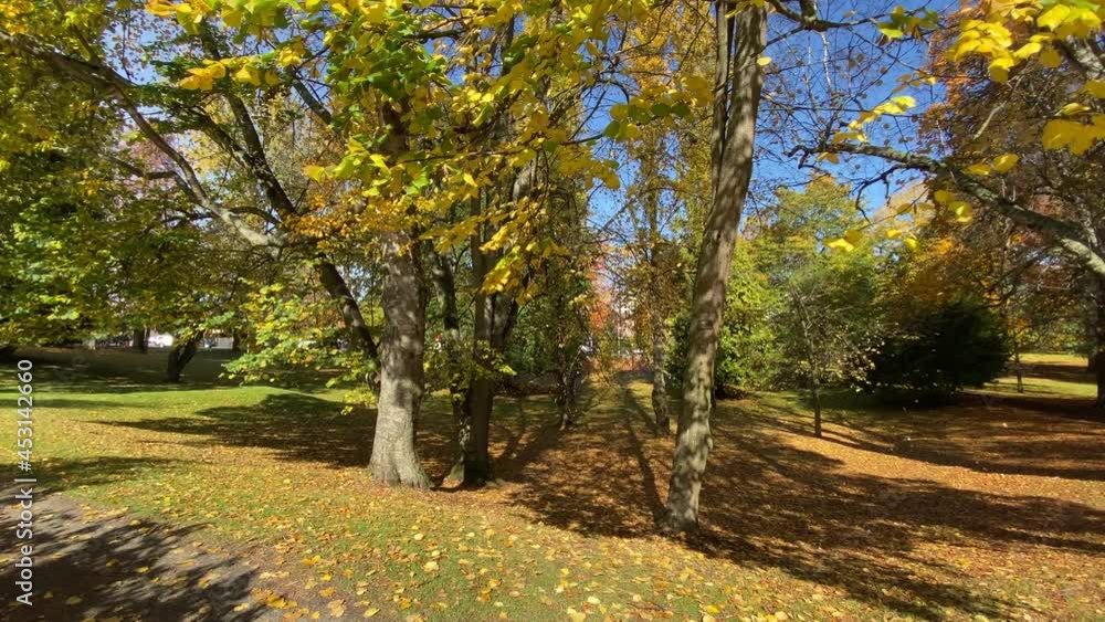 Leaves gently falling off Wright Park's deciduous trees in a gentle Tacoma autumn breeze. Leaves gently falling off Wright Park's deciduous trees in a gentle Tacoma autumn breeze.