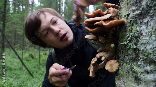 Close up. Middle aged man picking mushrooms from the tree, cuts mushroom with knife in autumn dense forest. Concept of food, healthy products, picking season