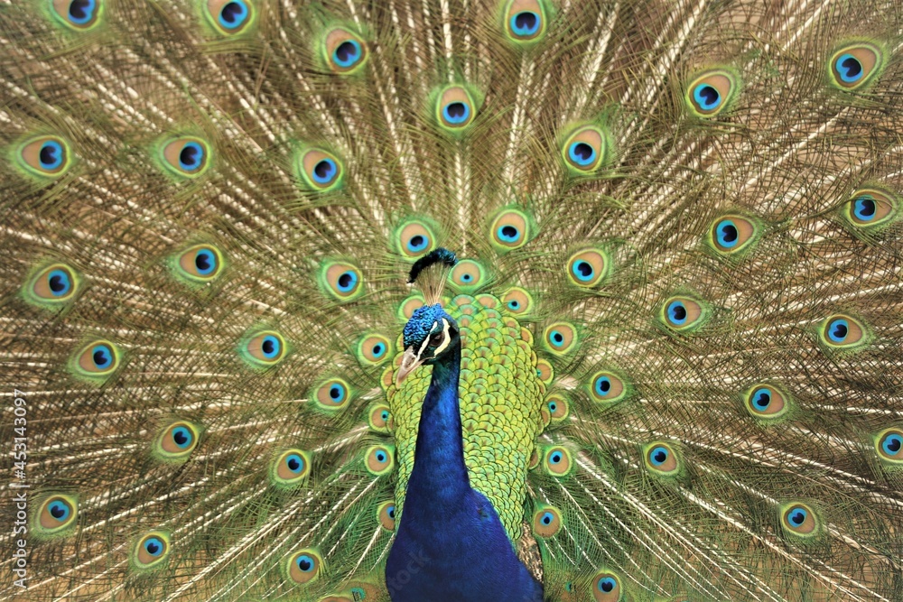 Obraz premium peacock with feathers out