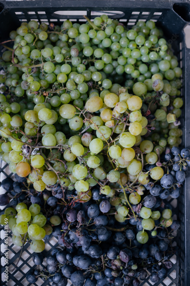 wine and grapes