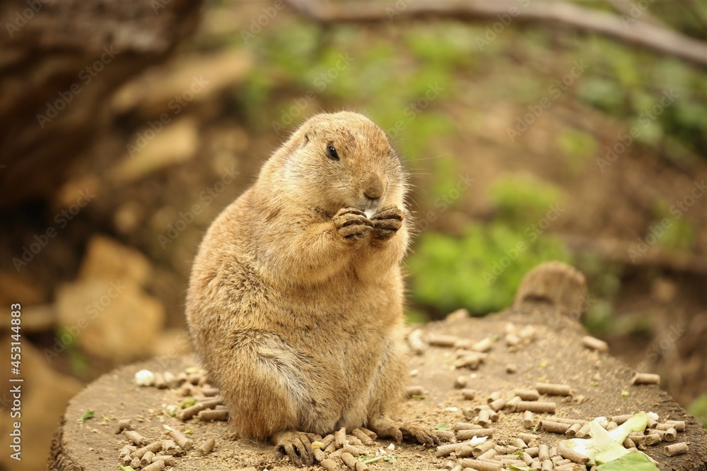 Marmot eating Marmot eating