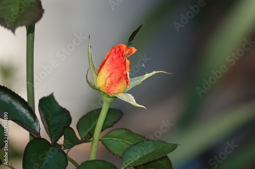 orange Bl  te einer Rose