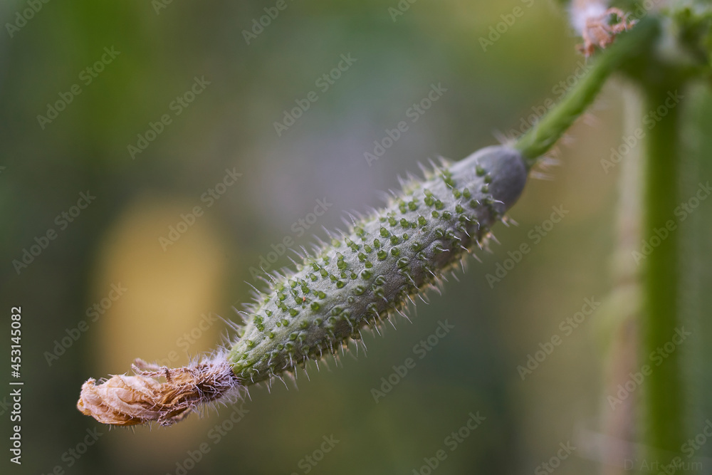 cucumber on a branch