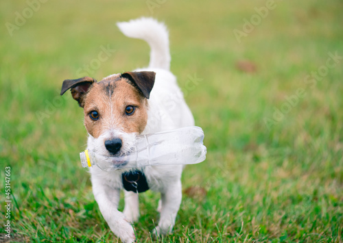 Dog helps to pick up waste outdoor fetching plastic bottle for recycling