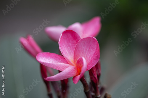 This image shows a macro abstract view of pink rainbow plumeria flower blossoms with dark defocused background.