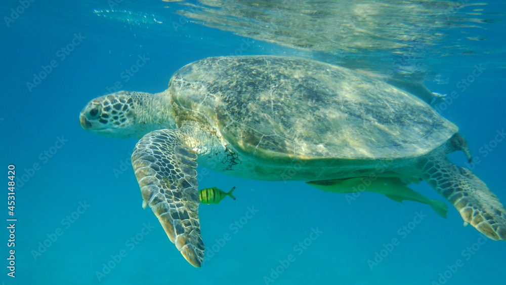 Large sea turtle in the Red Sea bay.