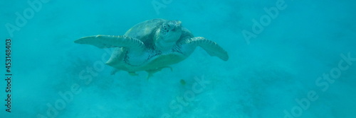 Large sea turtle in the Red Sea bay.