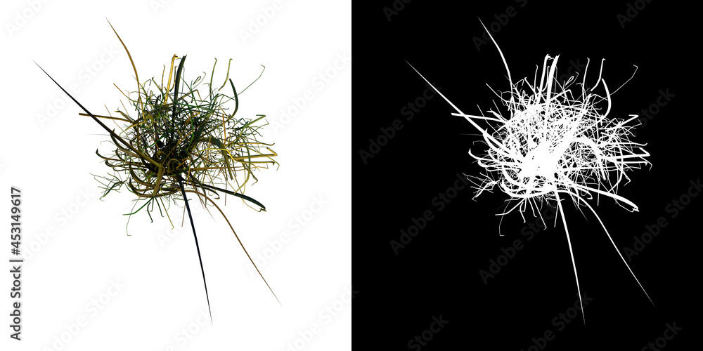 Top view of Plant (  Long Lawn Grass 7) Tree png with alpha channel to cutout made with 3D render