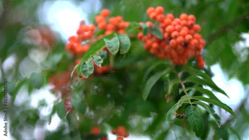 Blurred Rowan berries on rowan tree. Sorbus aucuparia. Blurred Rowan berries on rowan tree. Sorbus aucuparia.