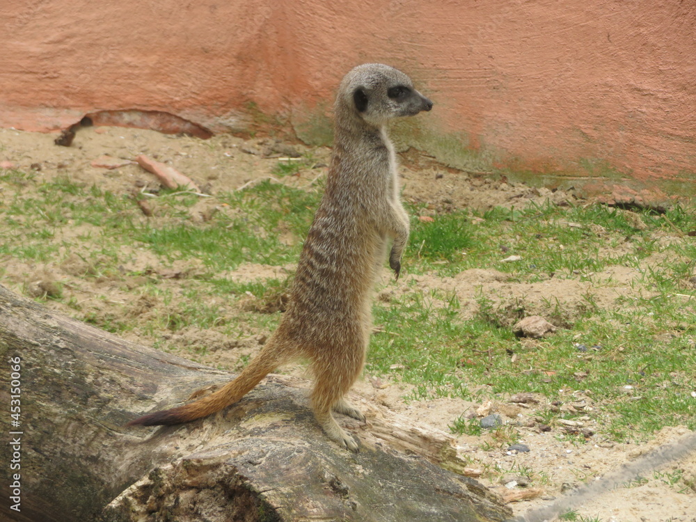 Fototapeta premium Suricate