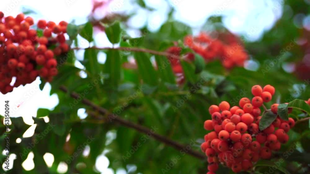 Rowan berries on a tree in a city park. Clusters of rowan berries on the background of green foliage.Blurred Rowan berries on rowan tree. Sorbus aucuparia. Rowan berries on a tree in a city park. Clusters of rowan berries on the background of green foliage.Blurred Rowan berries on rowan tree. Sorbus aucuparia.