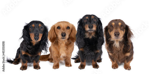 Closeup of four adult bi-colored longhaired wire-haired Dachshund dogs isolated on a white background