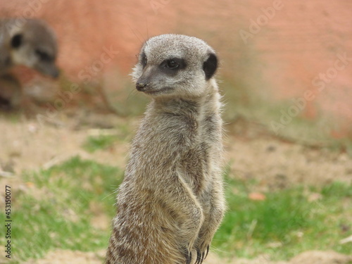 Suricate © Chloe